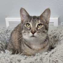 Thumbnail photo of Pricilla #1