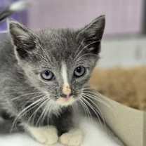 Thumbnail photo of *Hammond #1