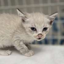 Thumbnail photo of *Lizzie #2