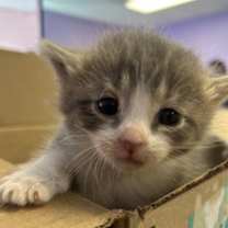 Thumbnail photo of 58353568 #1