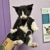 Thumbnail photo of 58438908 #2