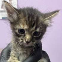 Thumbnail photo of 58476518 #2