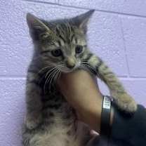 Thumbnail photo of 58479868 #1