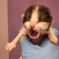 Thumbnail photo of 58567622 #1