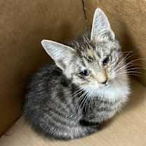 Thumbnail photo of 58572312 #2