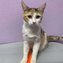 Thumbnail photo of 58615079 #2