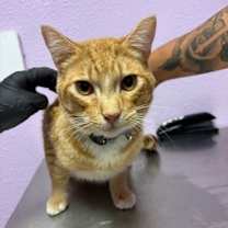 Thumbnail photo of 58777147 #1