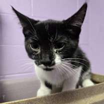 Thumbnail photo of 58785272 #2