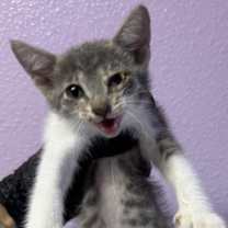 Thumbnail photo of 58818794 #1