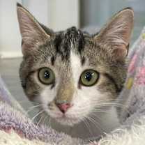 Thumbnail photo of Oliver #1