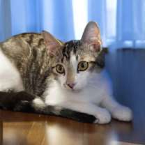 Thumbnail photo of Oliver #2