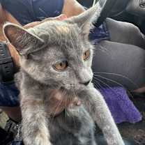 Thumbnail photo of 59006333 #2