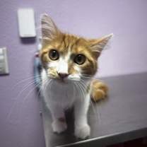 Thumbnail photo of 59044501 #1