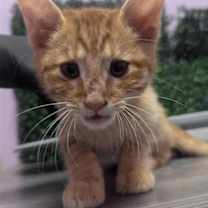 Thumbnail photo of Noah #1