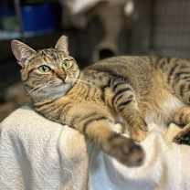 Thumbnail photo of LIZZY #1