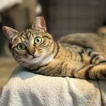 Thumbnail photo of LIZZY #2