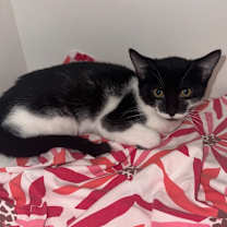 Thumbnail photo of Harley Quinn #1