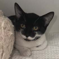 Thumbnail photo of Harley Quinn #2