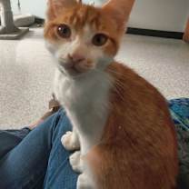 Thumbnail photo of Sunny @ The Cat's Brew #2