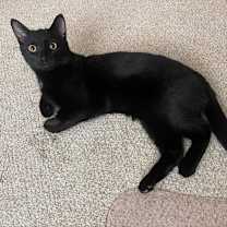 Thumbnail photo of Oliver #2