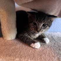 Thumbnail photo of STORM #2