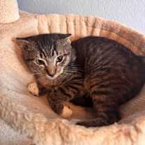 Thumbnail photo of STORM #3