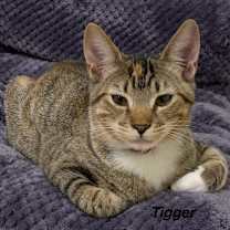 Thumbnail photo of Tigger #2