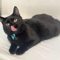 Thumbnail photo of grape #2