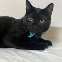 Thumbnail photo of grape #4