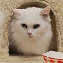 Thumbnail photo of Arya #4