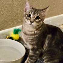 Thumbnail photo of Rain - Nature Litter ⭐️PROMOTION⭐️ #1