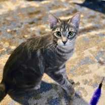 Thumbnail photo of Rain - Nature Litter ⭐️PROMOTION⭐️ #2