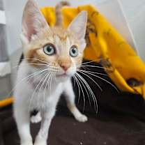 Thumbnail photo of Blush #4