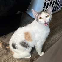 Thumbnail photo of Noelle #4