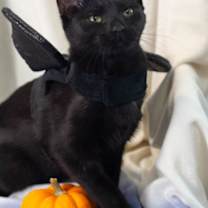 Thumbnail photo of Lima #2