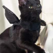 Thumbnail photo of Lima #3