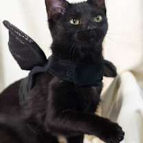 Thumbnail photo of Lima #4