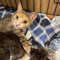 Thumbnail photo of Chloe #2