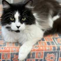 Thumbnail photo of Oren  FIV+ #1