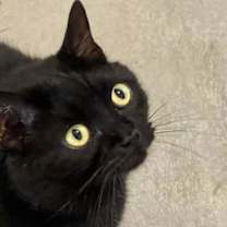 Thumbnail photo of Moshi FIV+ #1