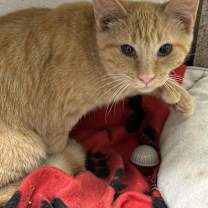 Thumbnail photo of Orange #2