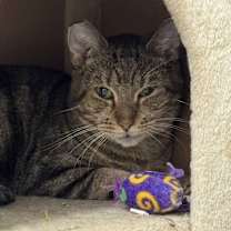 Thumbnail photo of Frog #3