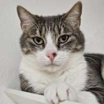 Thumbnail photo of Toby 4737 #1