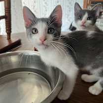 Thumbnail photo of Dex #1