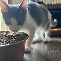 Thumbnail photo of Dex #2