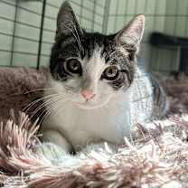 Thumbnail photo of Georgie (bonded with Lyla) #2