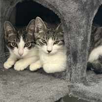 Thumbnail photo of Georgie (bonded with Lyla) #4