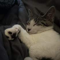 Thumbnail photo of Lyla (bonded with Georgie) #3