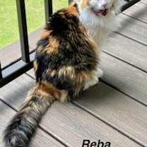 Thumbnail photo of Reba #3