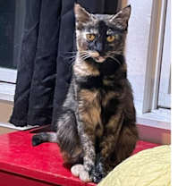 Thumbnail photo of Queen Windsor #1